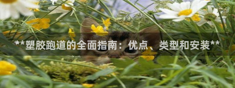 红足一比分网：**塑胶跑道的全面指南：优点、类型和安装**
