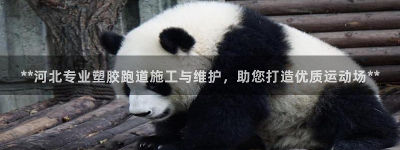 红足一1世即时比分：**河北专业塑胶跑道施工与维护，助您打造优质运动场**